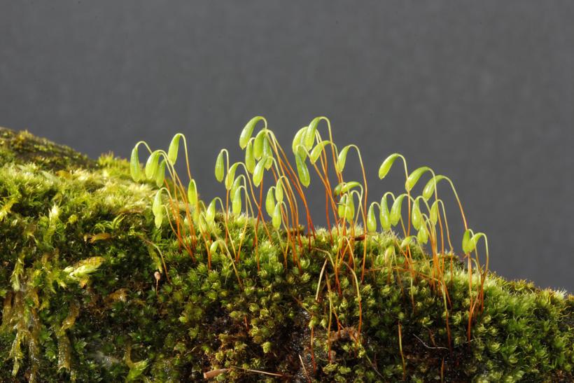 Kusamono bonsái: HELECHOS Y MUSGOS