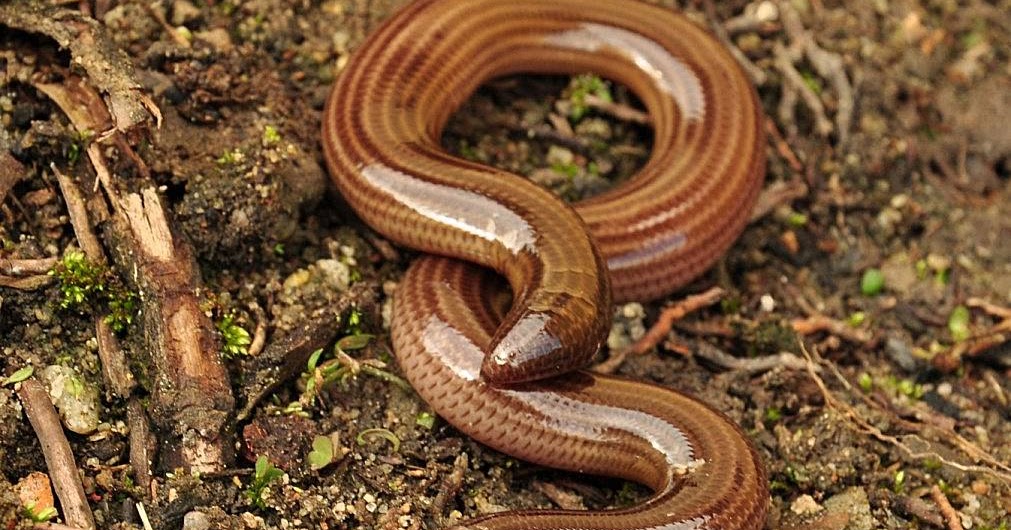 Ofidico Typhlopidae Typhlops