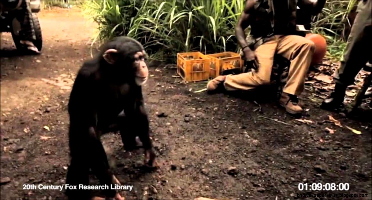 Machine Gun Monkey YouTube Machine Gun Monkey YouTube