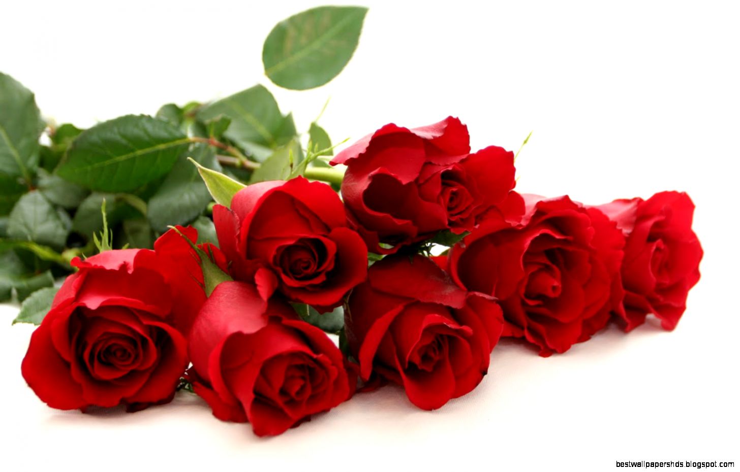 red rose wallpaper Free Large Images red rose wallpaper Free Large Images