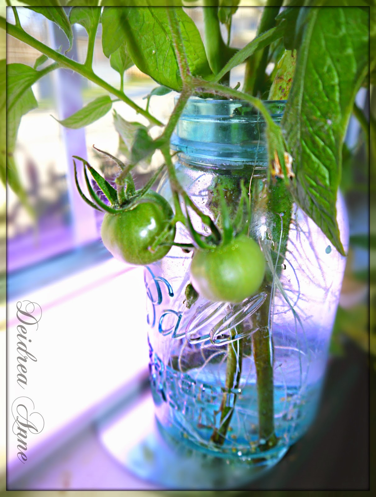 Suzy Homefaker Growing Tomato plants in water