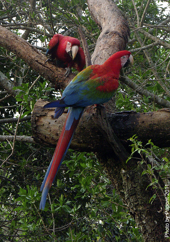Птицы в фотографиях из путешествий