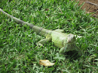 large green Iguana