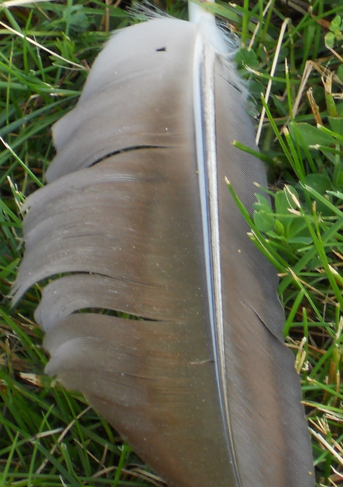 Lilac Gate Goose Feathers