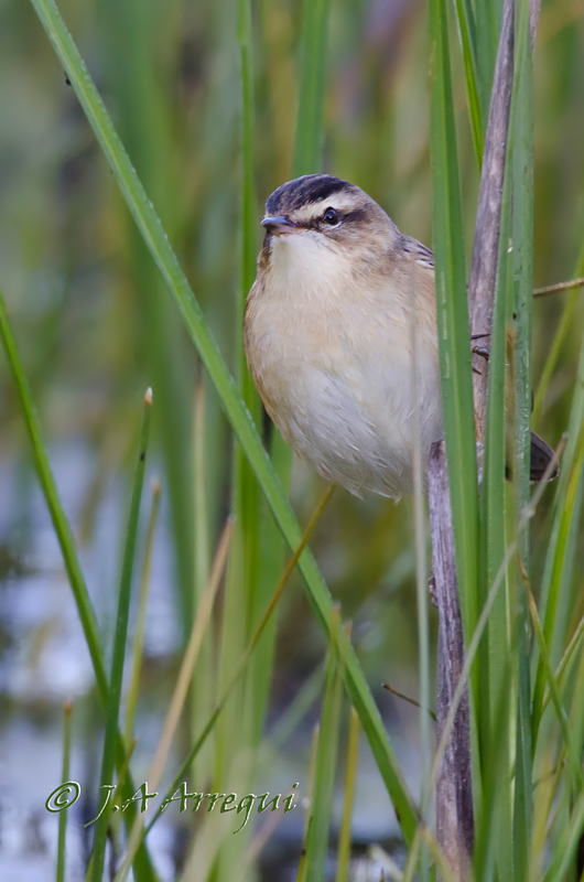 Carricerín común, Acrocephalus schoenobaenus, Sedge Warbler Carricerín común, Acrocephalus schoenobaenus, Sedge Warbler