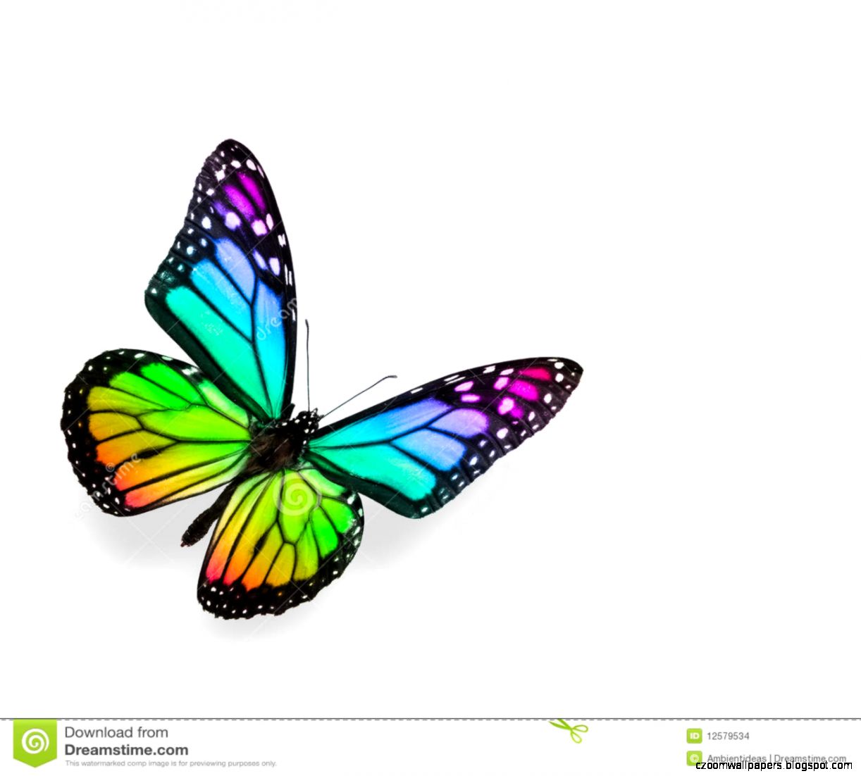 Rainbow Butterfly Isolated On White Stock Images Image 12579534 Rainbow Butterfly Isolated On White Stock Images Image 12579534