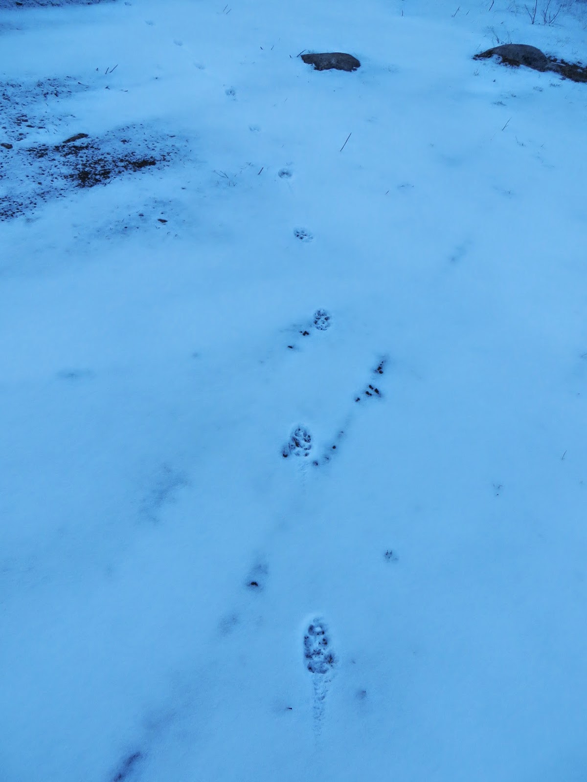 A Colorado Hunter's Life Coyote Tracks