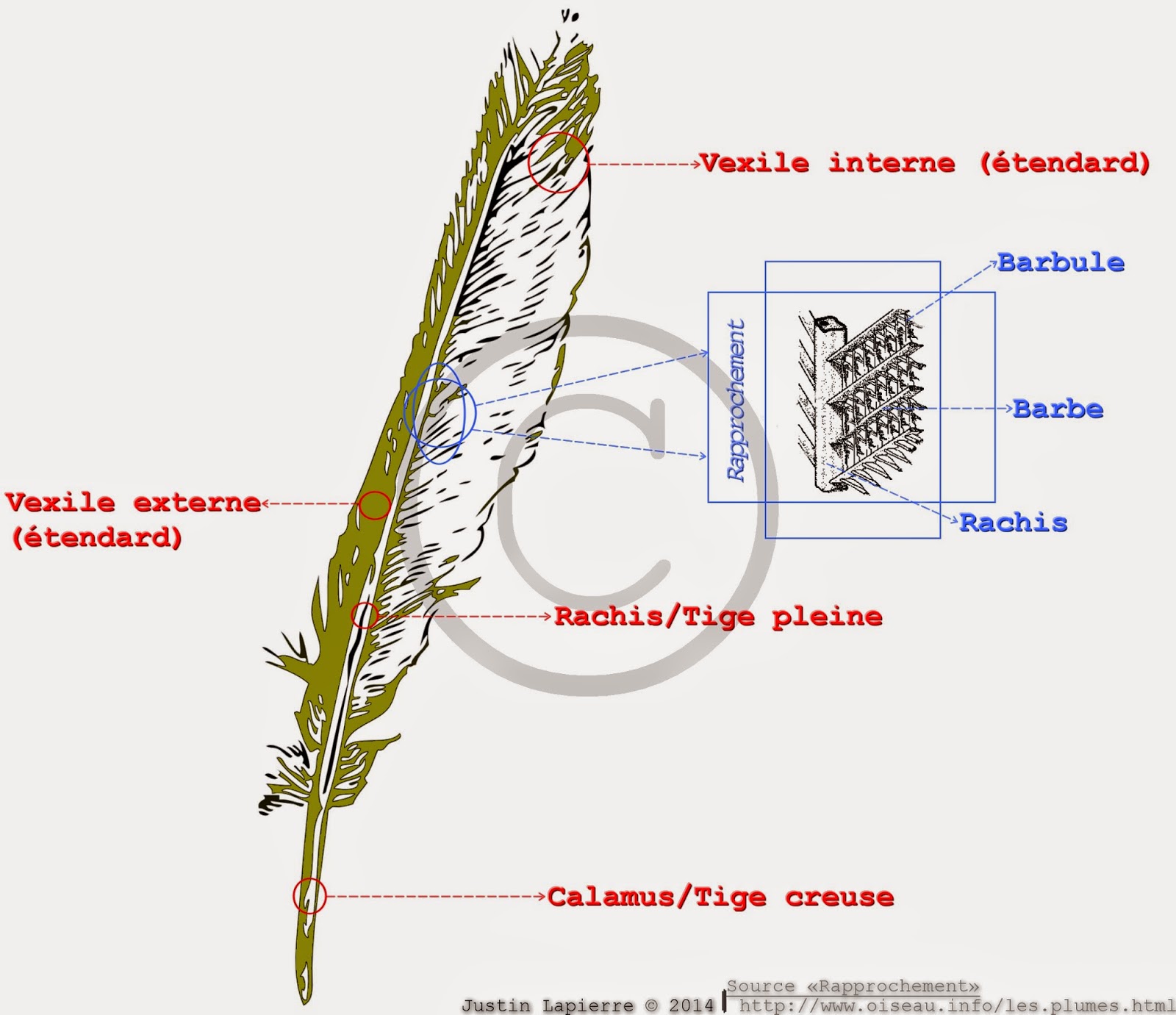 Blog Justin Lapierre Anatomie d'une plume
