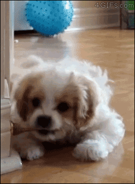 Amazing Creatures: Funny animal gifs - part 166 (10 gifs)
