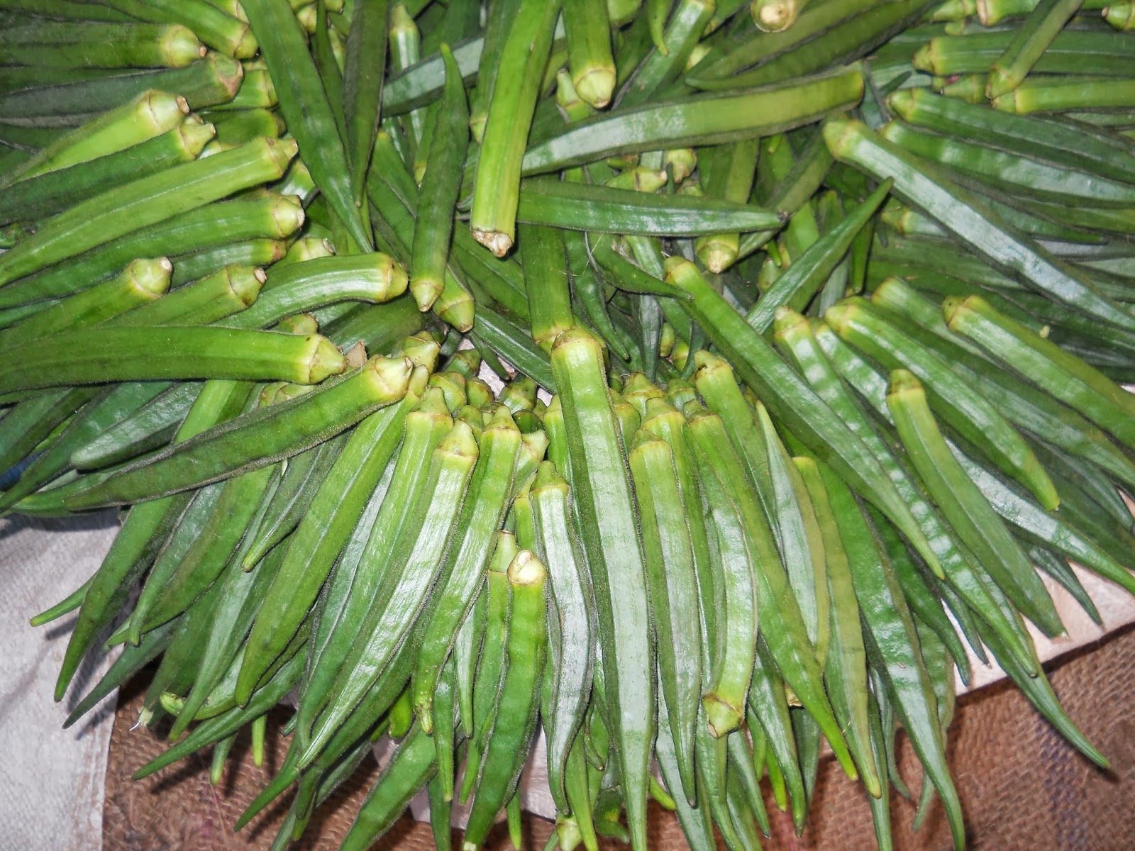 Ladies Finger Aadhya Empowering Women