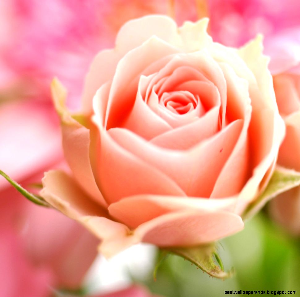 Peach Roses Related Keywords amp Suggestions Peach Roses Long Tail Peach Roses Related Keywords amp Suggestions Peach Roses Long Tail