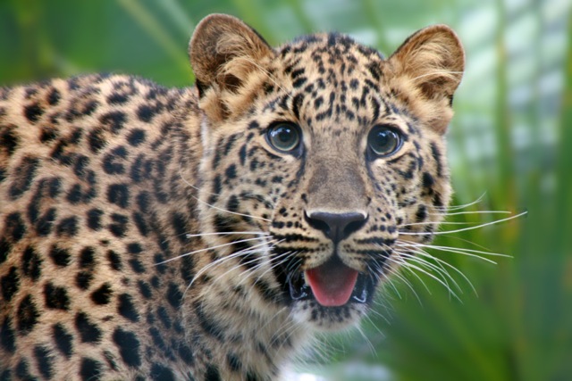 Life with Dylan: Endangered Species Monday - Amur Leopard