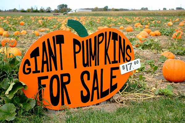 Pumpkin Patch Sterns Road Michigan