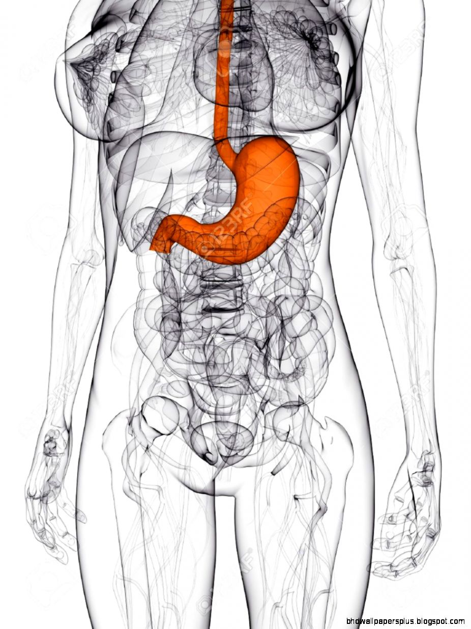 Female Anatomy With Highlighted Stomach Stock Photo Picture And Female Anatomy With Highlighted Stomach Stock Photo Picture And