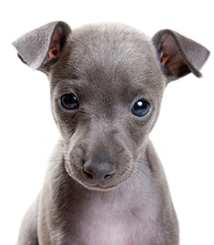 Puppy Gallery Pictures