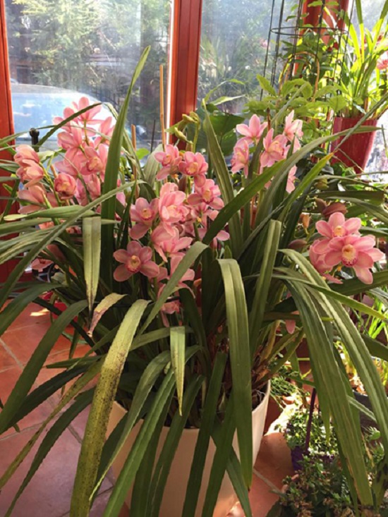 [Image: khu-vuon-nguoi-phu-nu-hue-o-hungari-14.jpg]