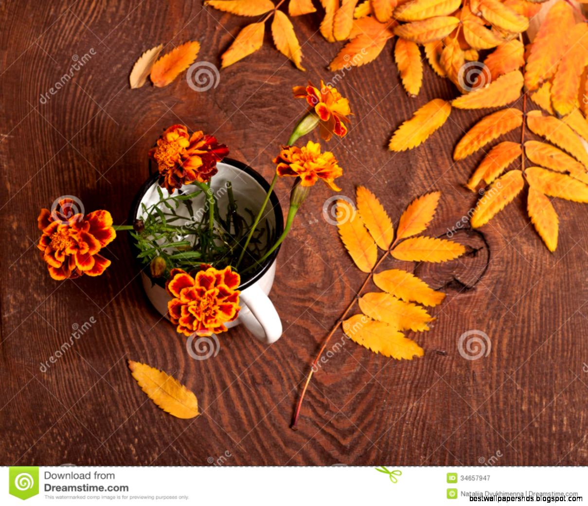Tagetes Flowers Royalty Free Stock Photography Image 34657947 Tagetes Flowers Royalty Free Stock Photography Image 34657947