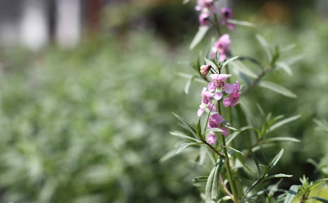 Angelonia Flowers Pictures