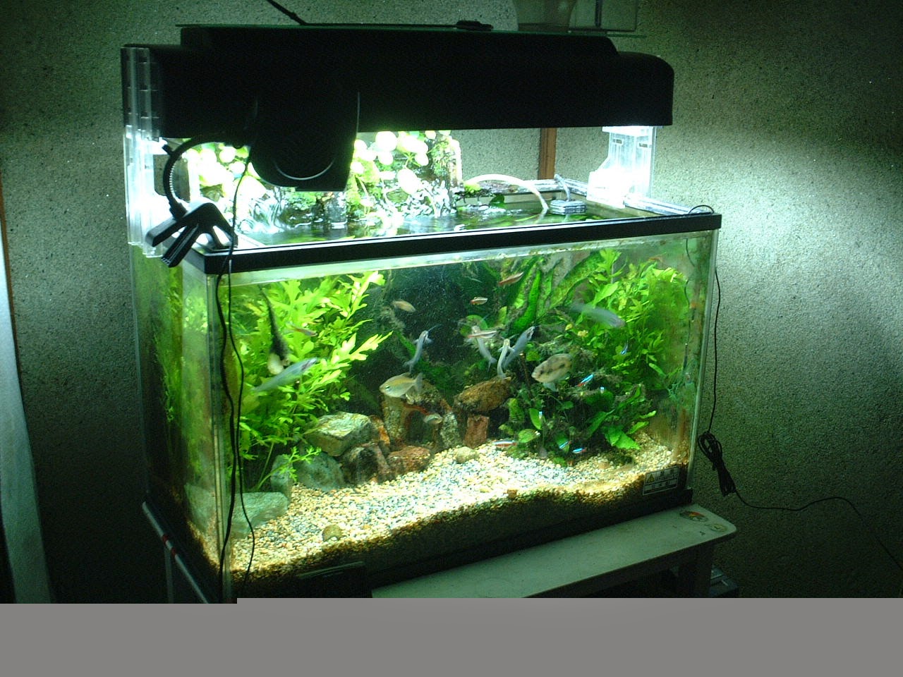 Aquarium Mr Klik Aquarium Murah Klaten Area