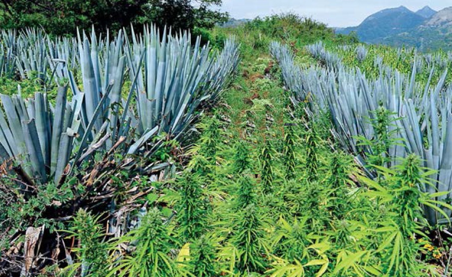 Imagenes De Mariguana