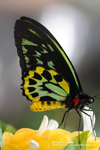 Alexandra Birdwing Butterfly
