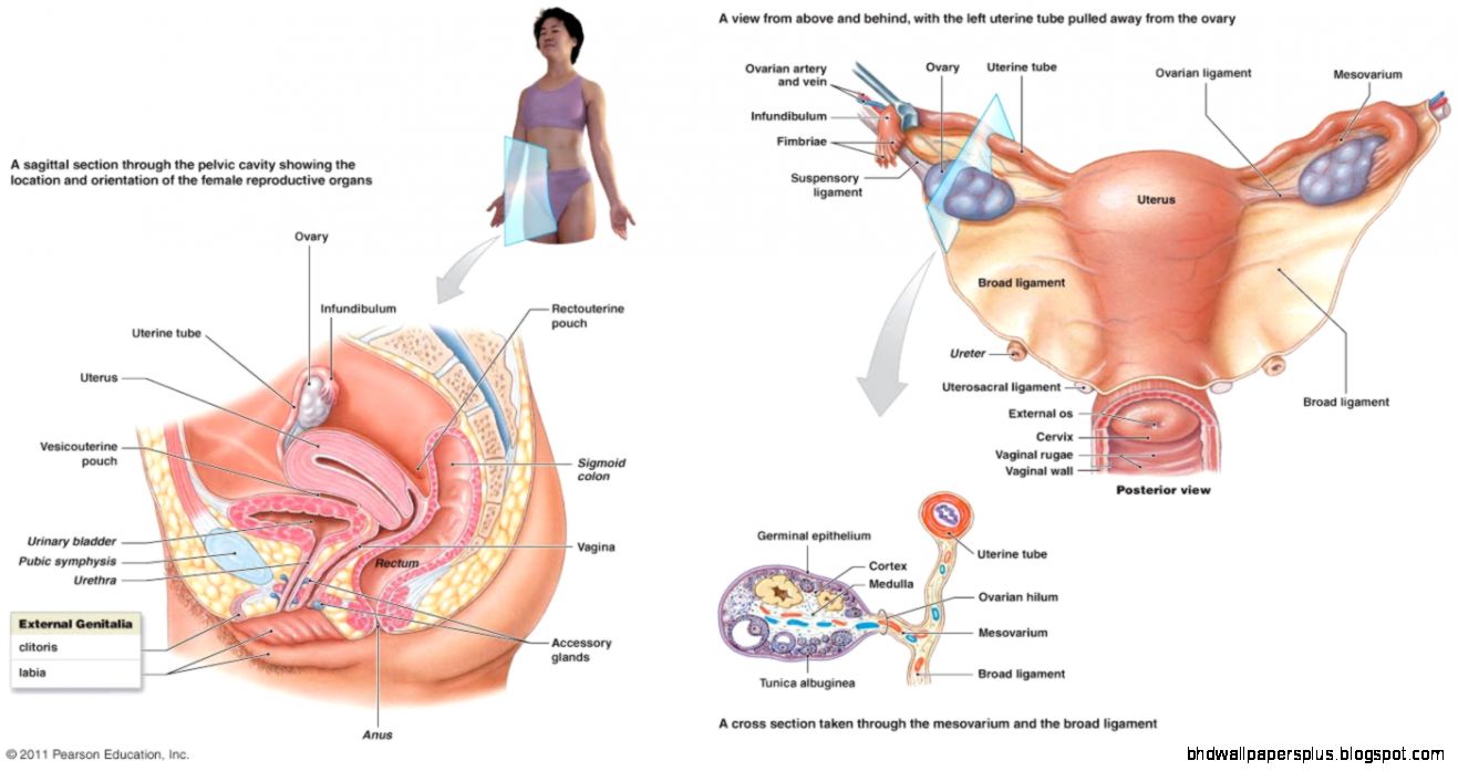 The Reproductive System The Reproductive System