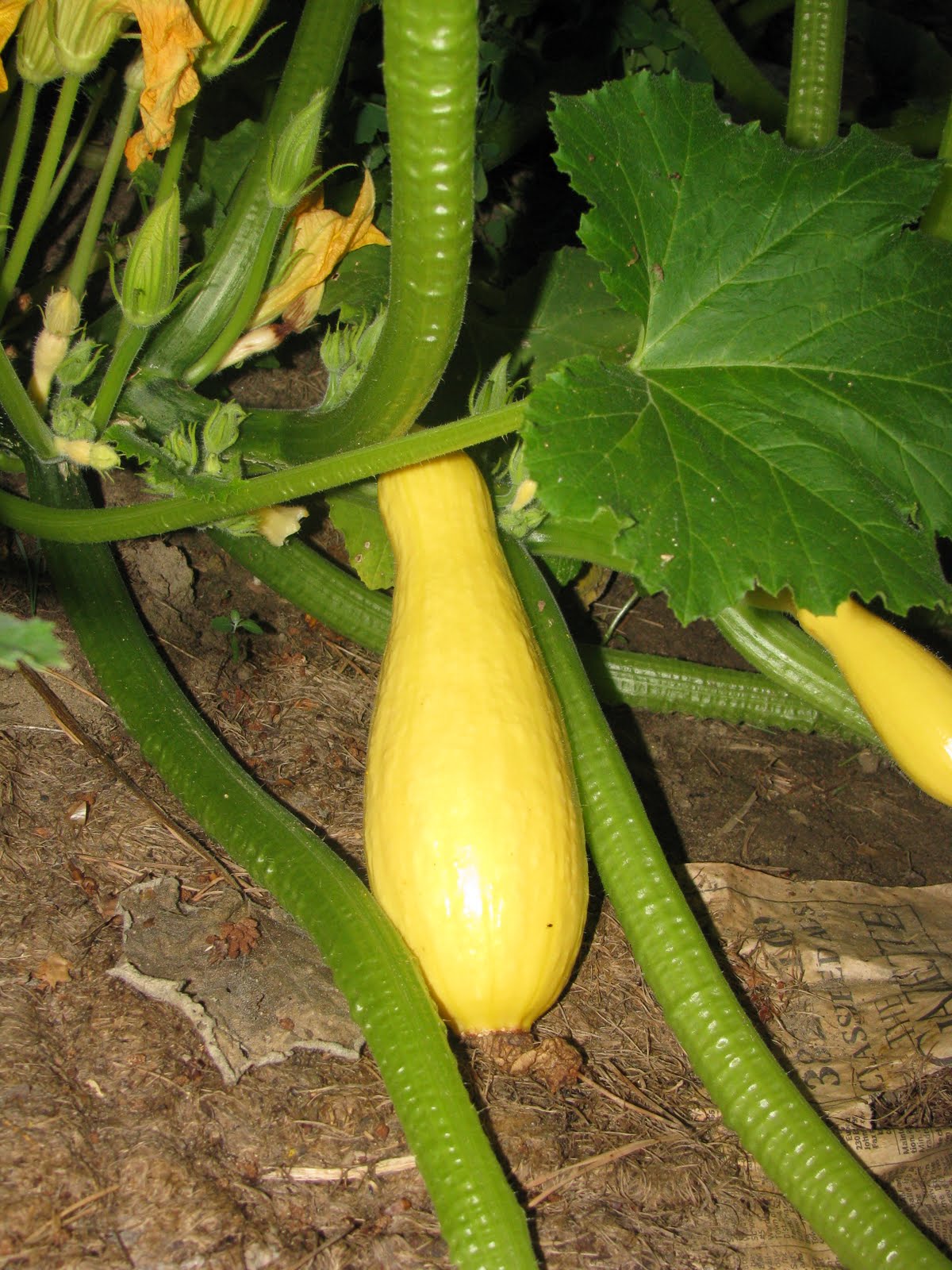 When To Harvest Zucchini And A Few Easy Recipes Parsnips and Parsimony