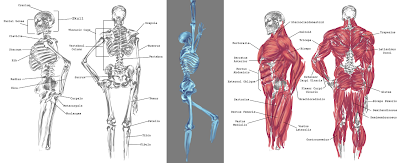 Drawing for Electronic Media: Skeleton and Muscular Structure