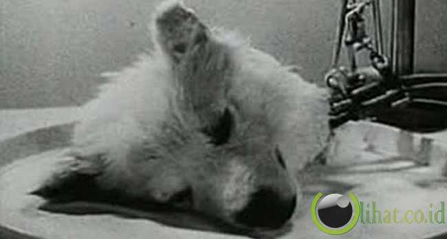 Sergei Bruyukhonenko (The Dog Decapitator) Sergei Bruyukhonenko (The Dog Decapitator)
