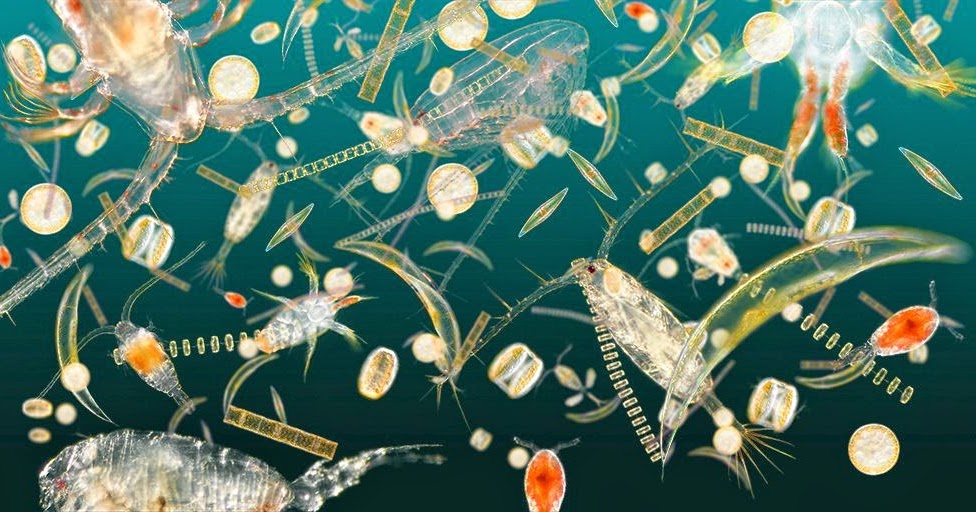 Blue Society The importance of plankton