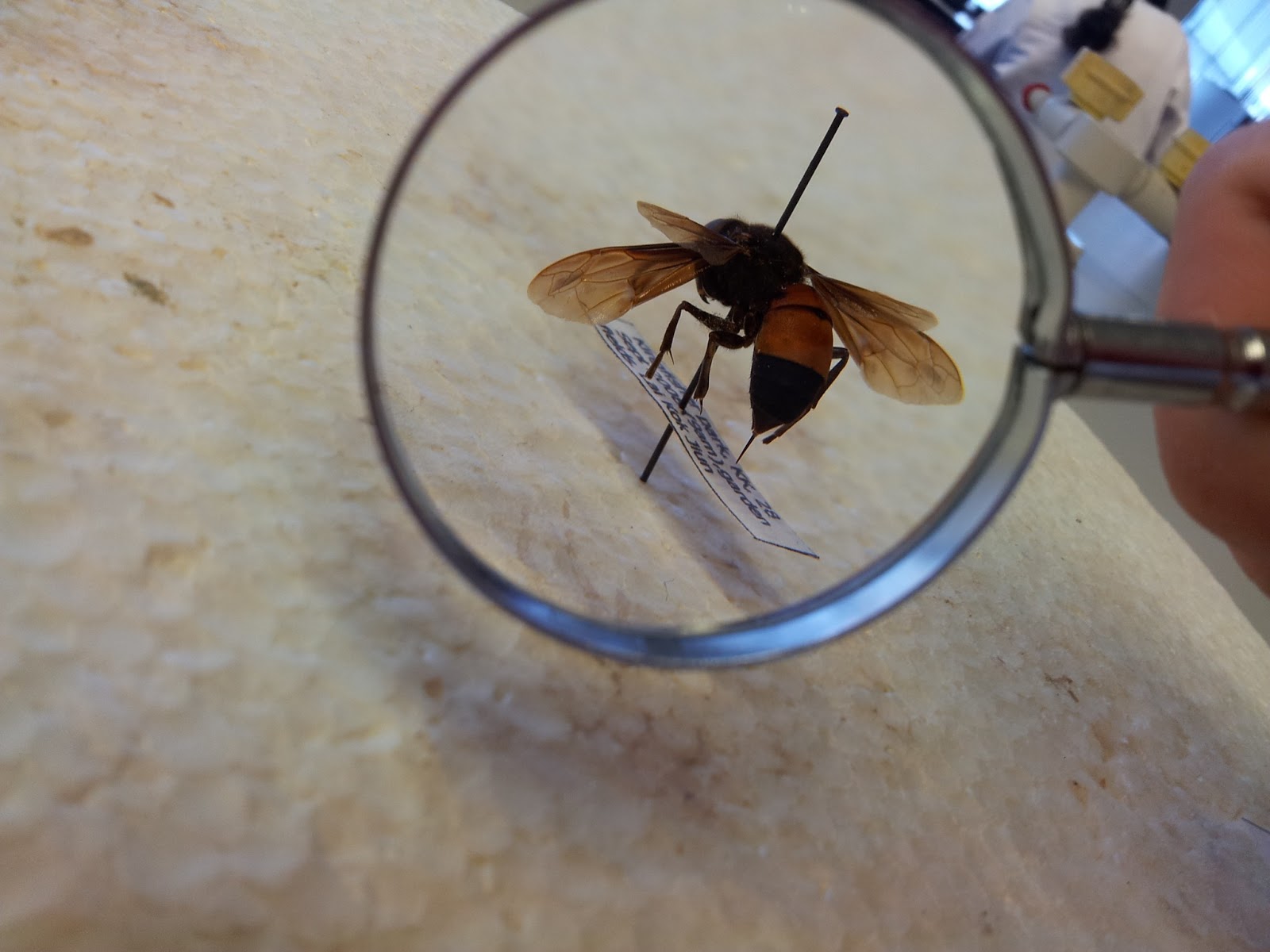 Jessie's Blue Sky Insect Phobialogy The dissecting of