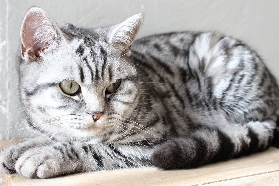 black silver classic tabby british shorthair black silver classic tabby british shorthair