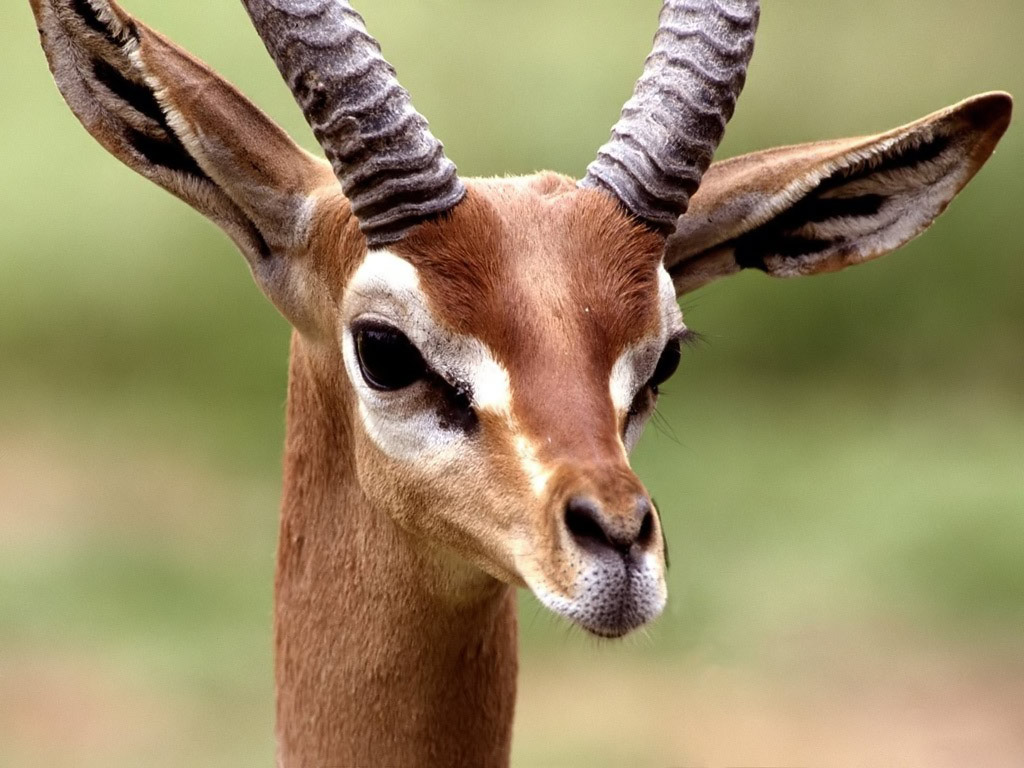 Funny Image Collection Funny Antelope wallpaper funny picture & funny video clip!