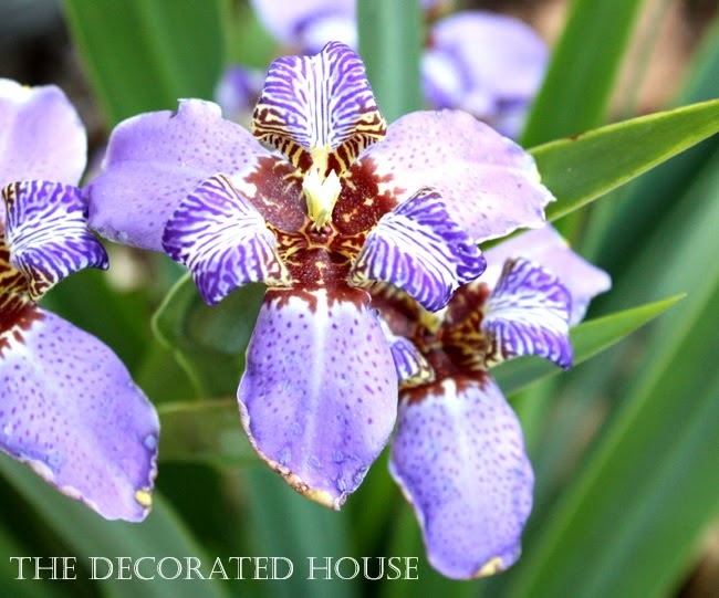 The Decorated House Walking Iris No Leash Required! Neomarica