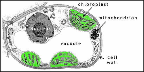 Cikgu Naza: [Science Form 1] Animal Cells vs Plant Cells