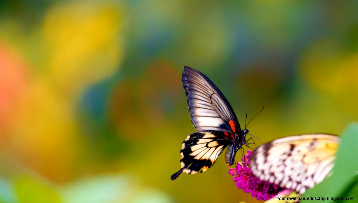 bugs macro photography bugs wallpaper hd wallpaper macro photography bugs macro photography bugs wallpaper hd wallpaper macro photography
