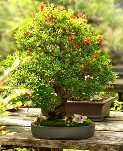 Get Much Information Bonsai Trees & Plants