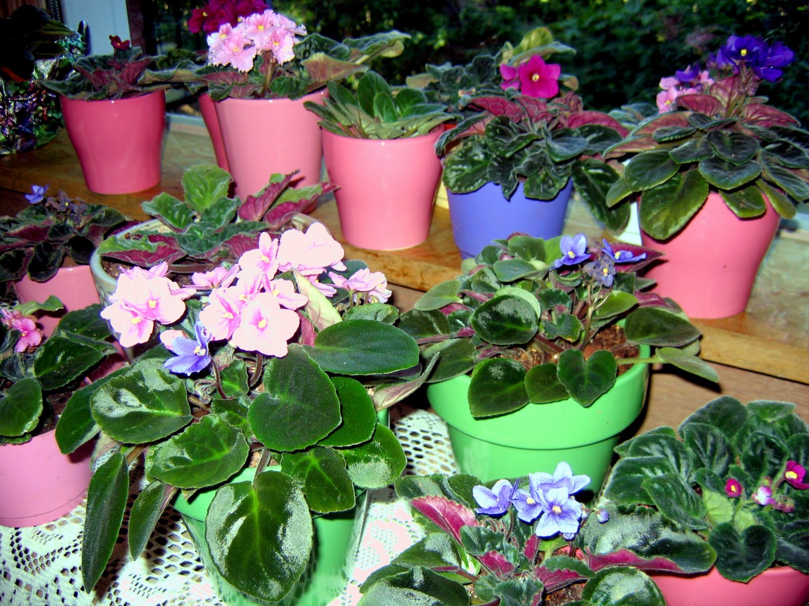 WHY WON’T MY AFRICAN VIOLETS BLOOM? TGTA OIC