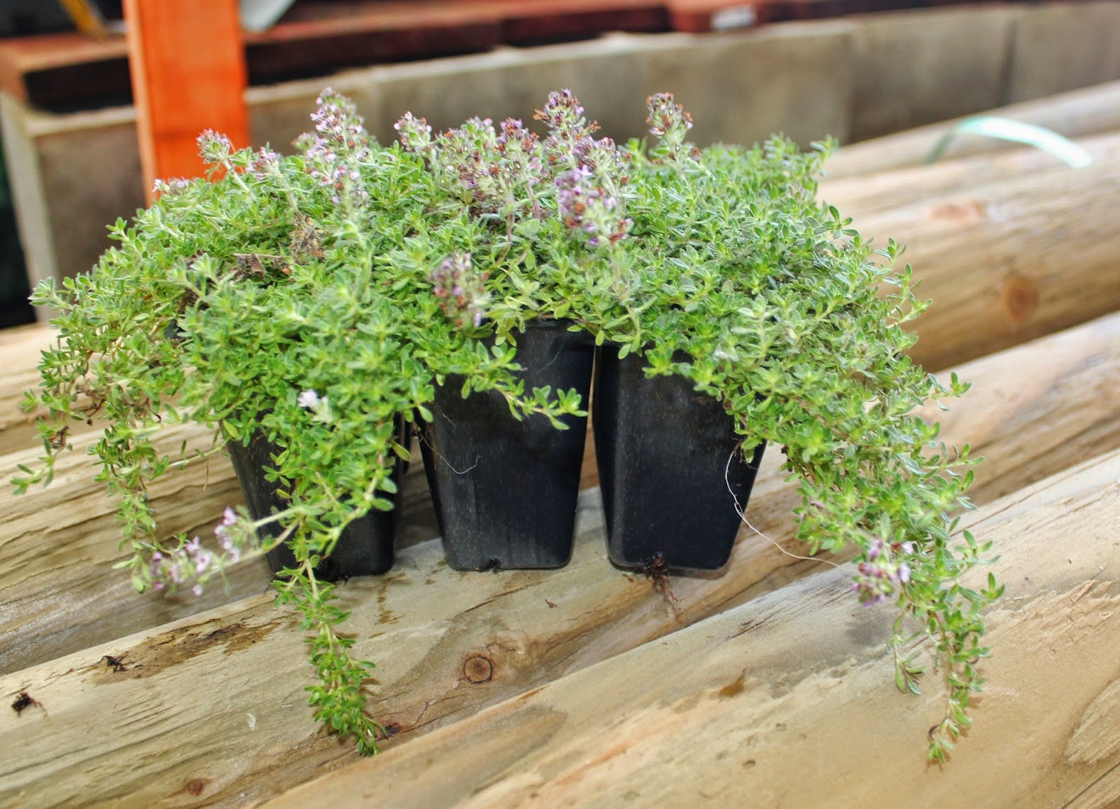 Garden Solutions for the High Desert Watering Tip 6 PLANTING CREEPING