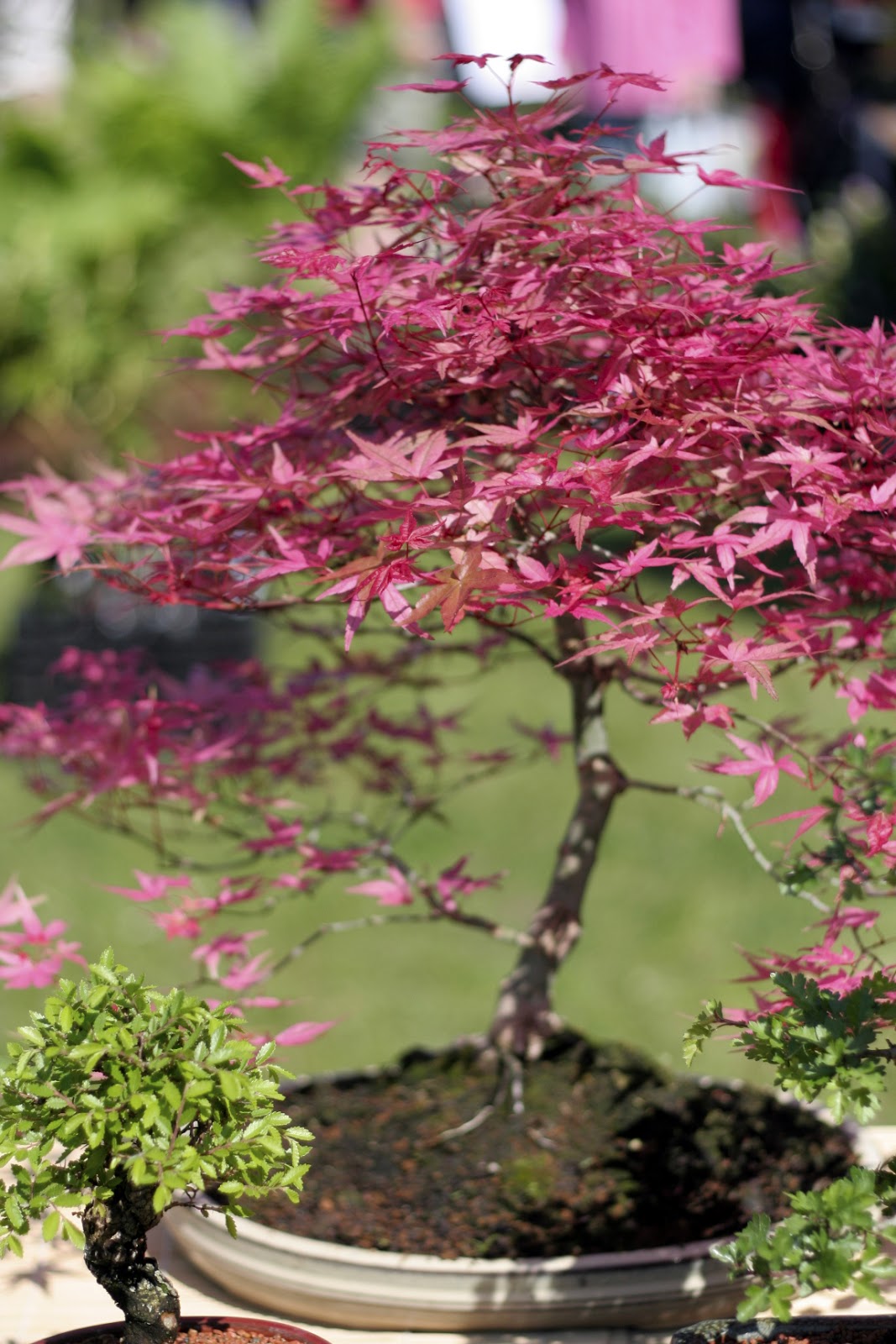 Ãarnas trädgÃ¥rdsplanering: malmö garden show inspireras av proffsen!