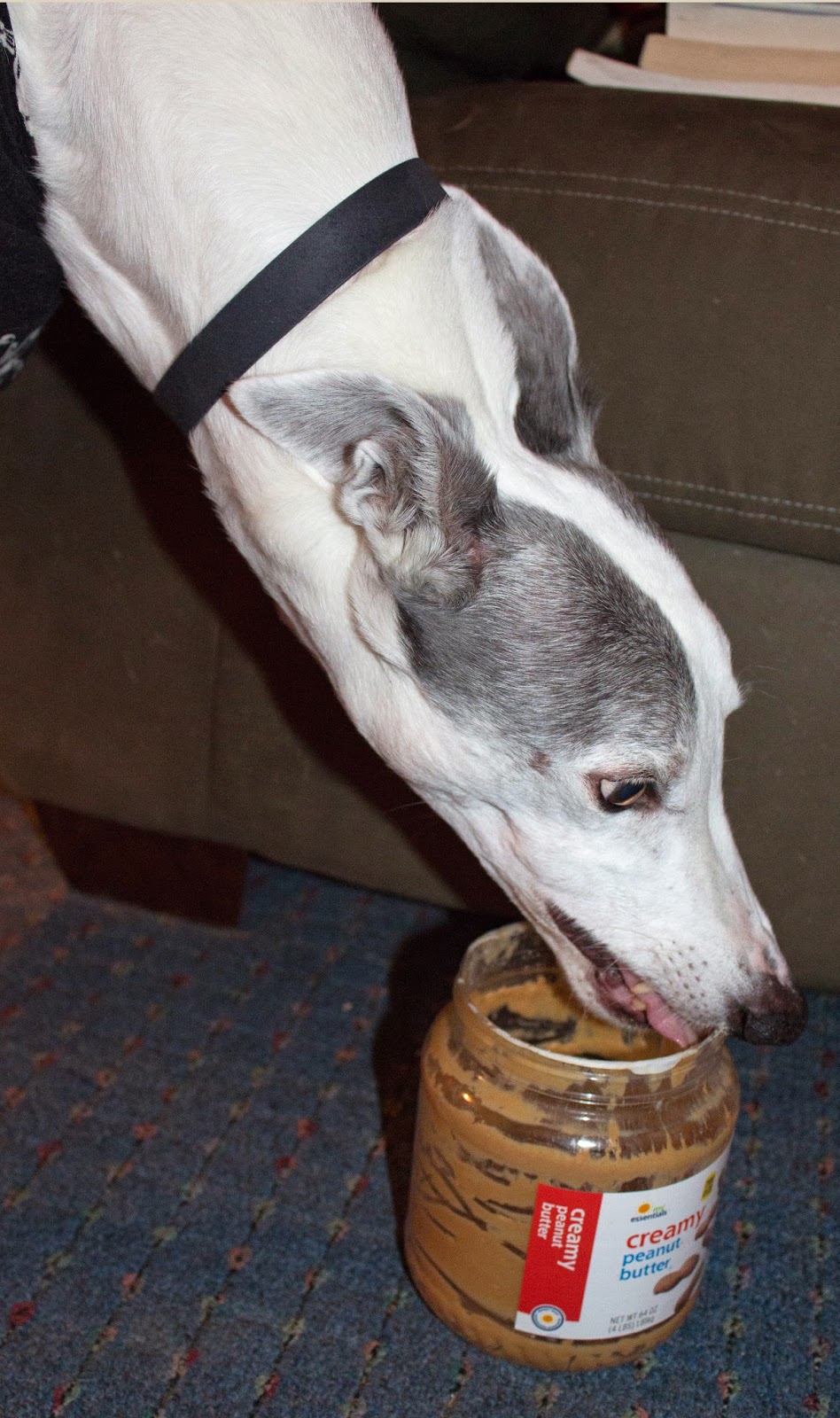 Blue greyhound loves peanut butter