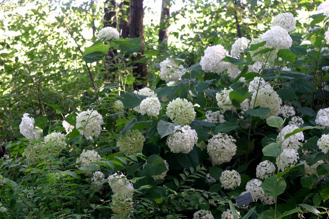 Japanese Hydrangea Vine 39 Moonlight39 Slow To Get Going But