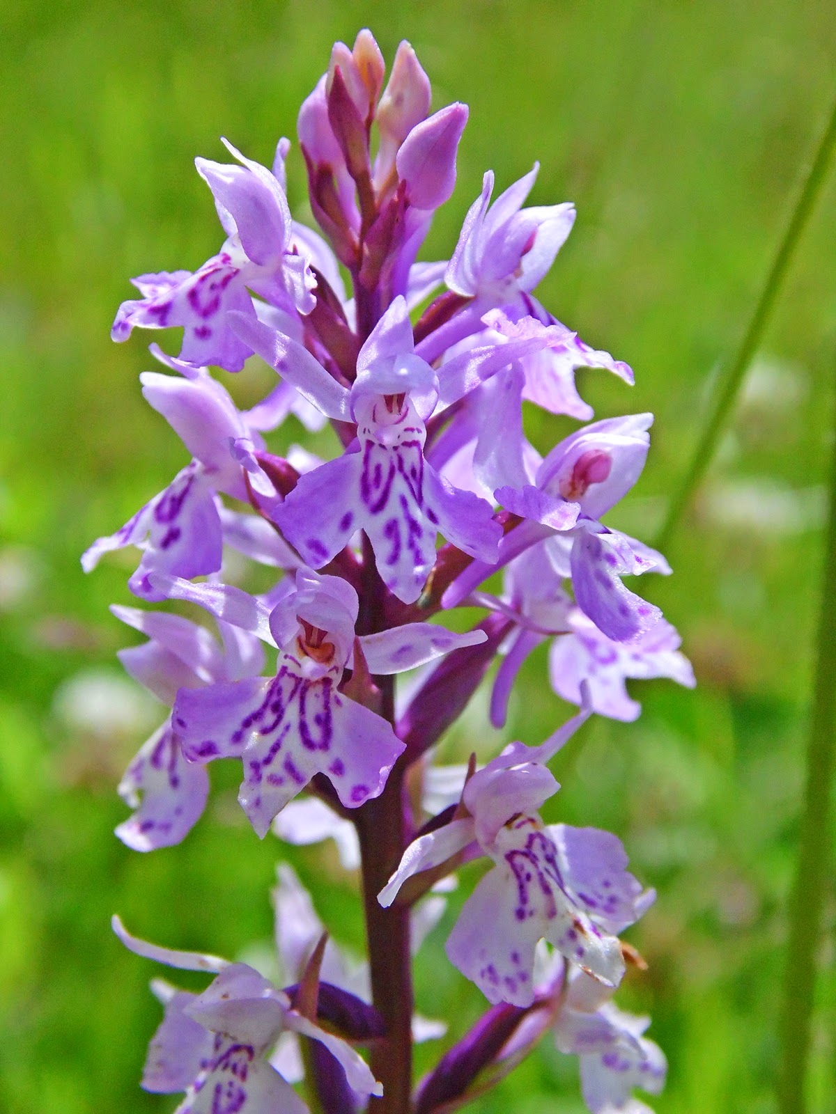 Random Jottings Orchid