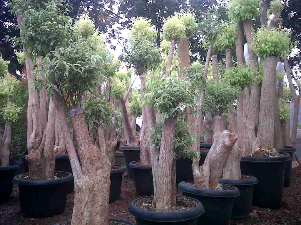 Pohon Anting putri Tukang Taman JUAL TANAMAN HIAS 081310690424