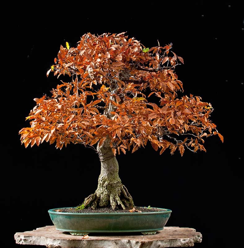 Walter Pall Bonsai Adventures Japanese beech available