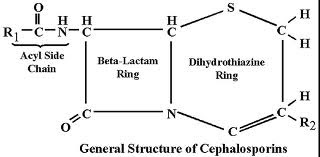 cephalosporins