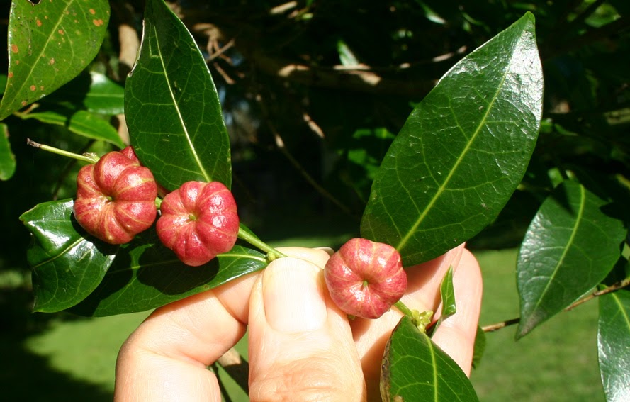 Toowoomba Plants Cheese Tree