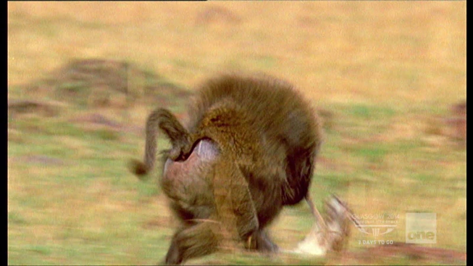 Baboon Trying To Steal A Baby Gazelle