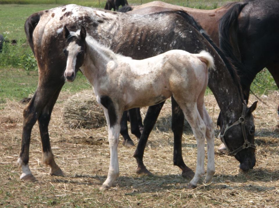 North Horse It Has Begun Tons of Free & Cheap Horses *updated*