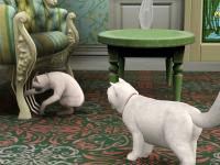 catstory-8.jpg